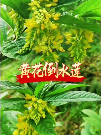 黄花倒水莲大家认识吗?#黄花倒水莲#山货 #强烈推荐 #无限回购的宝藏单品