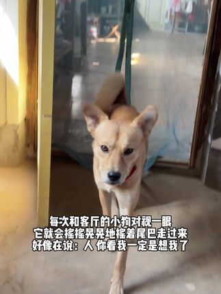 “人,你也在想我吧”#小寒狗狗