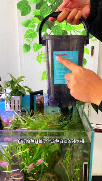 放了加热棒的鱼缸一定要备一个自动补水桶 #轻松养鱼 #鱼缸自动补水器 #新手养鱼 #养鱼人 #水族