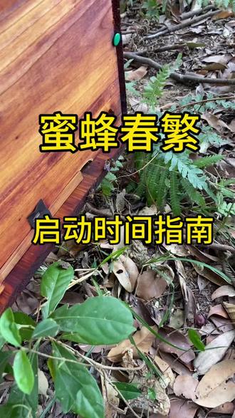 蜜蜂春繁启动时间指南。#蜜蜂养殖 #蜜蜂春繁 #蜜蜂#三农养殖