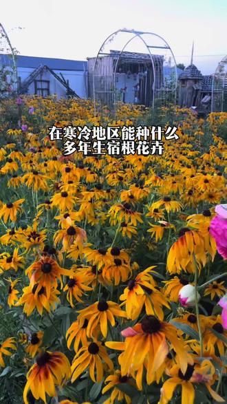 如果打造一片花海还不需要维护#分享我眼中花的世界