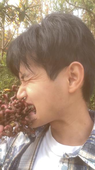 #野生中草药 #拐枣 吃遍山上野草