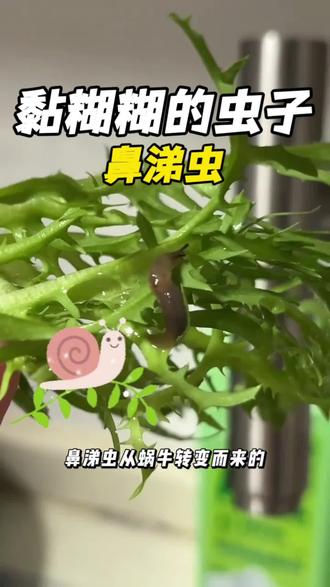 鼻涕虫是怎么凭空出现的 鼻涕虫是怎么凭空长出现的?与其说凭空长出来的,其实鼻涕虫从蜗牛转变而来的,也就是我们经常看见的蜗牛,作为雌雄同体动物。通常出现于潮湿的地方,被它经过的地方会变得黏糊糊的,总是有几个大聪明老是在问,鼻涕虫可以吃吗?鼻涕虫作为软体动物,本身就喜欢在阴暗潮湿的地方,身上的细菌比你吃过的盐还多!而且每年的梅雨季节的前后,鼻涕虫就会从户外爬进家里,十分影响人的身心健康,了解完虫子,如何有效避免鼻涕虫的进入?其次是家里四周环境保持干燥,再使用鼻涕虫杀虫剂,针对家里出现的鼻涕虫都有效应对,你就往踢脚线、下水道处、以及常出现地方喷洒即可,药剂经过安全检测放心可靠#鼻涕虫 #鼻涕虫杀虫剂 #蛞蝓 #鼻涕虫怎么解决 #鼻涕虫解决方法