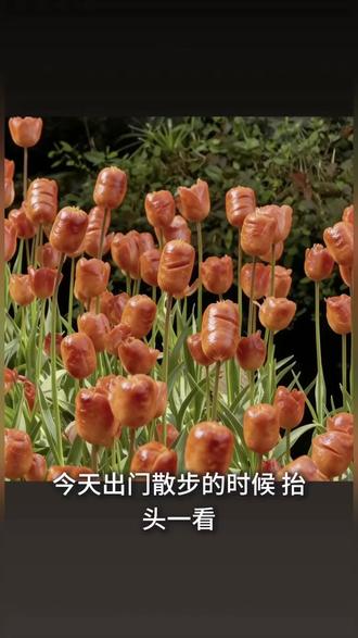 谁懂啊,春天的花,都是好吃的#万物皆可郁金香#这是我见过最香的郁金香 #郁金香花海