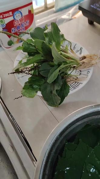 玉米须#三宝茶 #车前草#桑叶茶 #我的农村生活