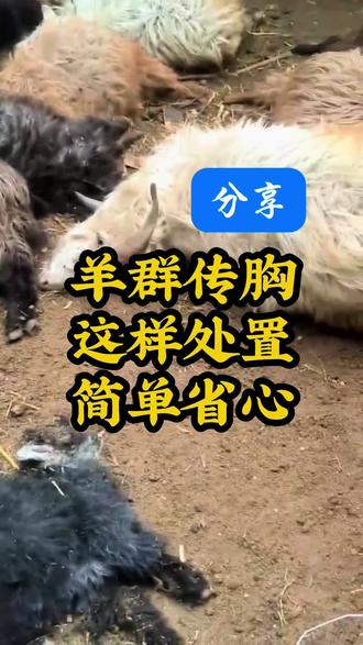 遇到羊群传胸,该如何处置 羊群遇到传胸问题不用慌,这样分辨很简单#人间观察计划 #守护镜头里的动物 #羊传染性胸膜肺炎 #羊烂肺病 #羊传胸