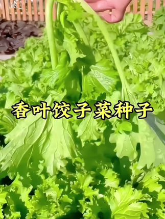 杨姐香叶饺子菜香芥菜菜园阳台青菜籽香叶饺子菜种子青菜种子#在家种菜 #阳台种菜 #有机蔬菜 #我的菜园子 #种菜 @抖音创作小助手