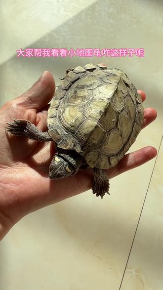 #养龟日常#地图龟#冬眠#科普一下 谁能告诉我它怎么了?它和另一只小地图都好嗜睡,大地图就是吉祥,它就很活泼,不冬眠。啥情况