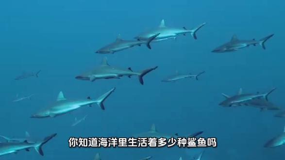 你知道海洋里有哪些鲨鱼吗?#海洋生物 #科普 #鲨鱼