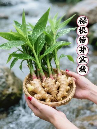 想给家里或办公室添点别致生机✨ 试试这盆禄根带芽盆栽!自带绿意,往室内一摆超吸睛👀 带芽发货好养活,花盆造型还能自由选~好看又有好寓意,轻松给空间换种氛围,让生机与诗意常伴🌿 ,#室内盆栽 #禄根盆栽 #生姜盆栽 #禄根 #花卉绿植