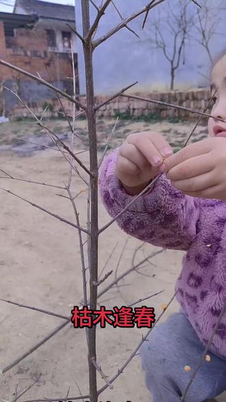 小朋友用创意点亮生活,树枝也能玩出新花样!✨枯木逢春,橡皮泥让树枝焕发新生,快来一起动手吧!🎨 #手工创意 #枯木逢春