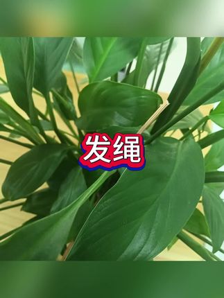 #发绳 #发圈 #头绳