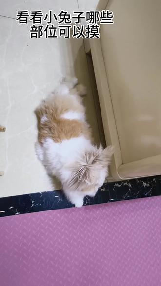 还好我提前预判,躲得快,不然又被咬了😭#宠物兔 #它真的好像个小宝宝 #兔子 #宠物迷惑行为大赏 #猫猫兔