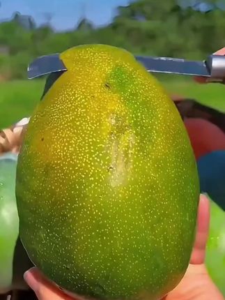 正宗攀枝花凯特芒9斤新鲜芒果大果青当季水果斤产地直发整箱爆甜#芒果#凯特芒果#新鲜采摘 #优质农产品 #应季水果 @DOU+小助手