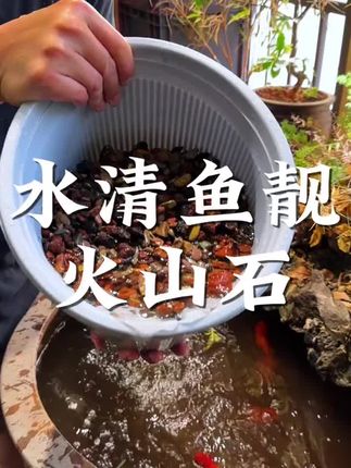 火山石铺在缸底,它可以代替过滤系统,不用过滤,半年不换水,控制养鱼密度,养出空气缸,水质清澈透亮#生态缸 #养鱼日记