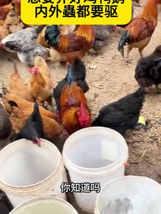 你知道吗鸡鸭鹅喝水可以加一样#养鸡人 #鸡鸭鹅养殖 #三农流量扶持计划