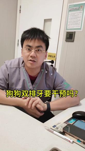 狗狗的双排牙需要人为干预吗?@瑞派华南 #狗狗双排牙 #双排牙 #科学养宠