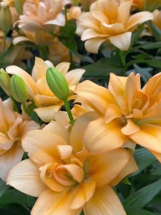 #百合种球#绿植盆栽花卉 #爱生活爱养花 #养花人的乐趣 !