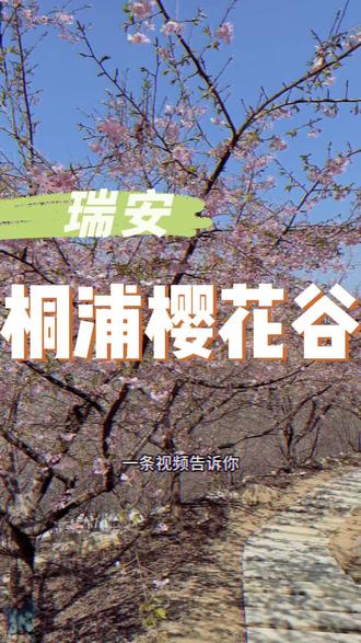 快来瑞安桐浦看樱花啦。这个春节假期千万不要错过#瑞安桐浦凤凰樱花谷#随走随拍大自然的美无处不在 #赏樱花 #樱花 #假期游玩打卡