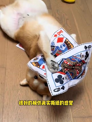 狗狗爱撕纸快来试试这个扑克响纸吧 #狗狗 #雪纳瑞 #狗狗玩具 #发声玩具