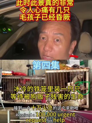 平安就好 能救下你们我也很开心。#关爱流浪狗 #狗狗是人类最忠诚的朋友 #流浪狗救助