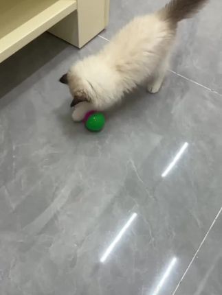 才两块钱就能买到咪咪的开心我已经很知足啦#猫咪#猫#猫玩具#猫咪玩具#宠物