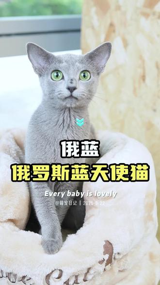 战斗民族反差萌的猫#俄蓝 #俄罗斯蓝猫