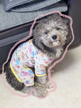 夏季哥哥网纱四角服!#萌宠好物哥哥衣服
