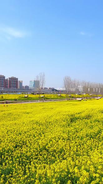 西安交大创新港东地铁站A出口,大片油菜花正在盛花期,旁边还有各种小摊,亲子游玩踏青非常不错👍#西安油菜花 #交大创新港 #赏花踏青好去处 #亲子游玩好去处 #遛娃好去处