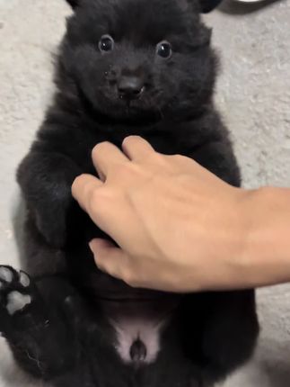 老登!你等我长大咬si你#土松 #五黑 #中华田园犬