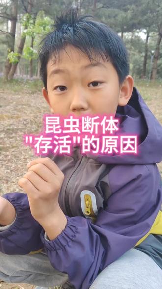 昆虫断体"存活"的秘密
#蝼蛄 #蝲蝲蛄 #昆虫
