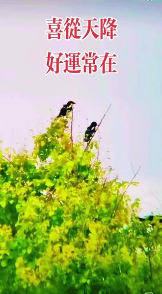 喜从天降,好运常在,八方来财,财源滚滚,事事如意,幸福久久,开心久久,健康久久,万事皆如意,幸福长相随!#报喜鸟#鸟类实拍 #保护鸟类保护大自然