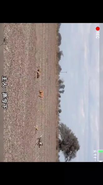 有惊无险 好厉害的小兔子 ,