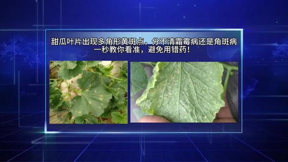 甜瓜霜霉病与角斑病如何鉴别#病虫害防治 #植保
