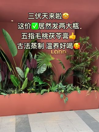 #茯苓 #五指毛桃 #古法传承 #非遗文化 #三伏天