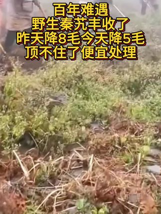 #秦艽#野生秦艽#超便宜超划算