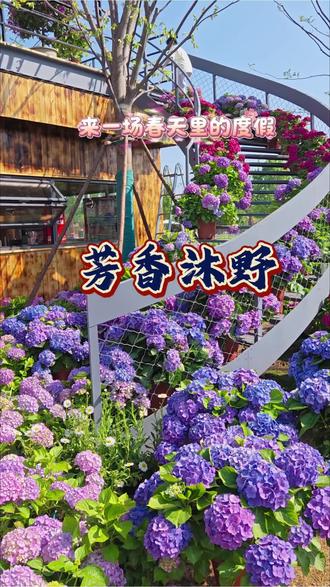 就是位于韩集镇旁边的芳香沐野的花海#花海 #春游 #逛聊城指南