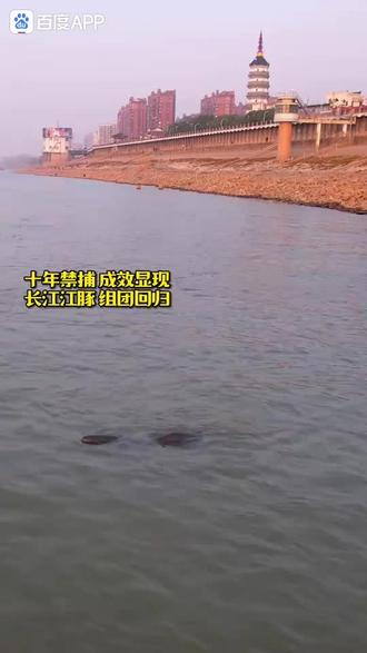 长江江豚(学名:Neophocaena asiaeorientalis):是哺乳纲、鲸目、鼠海豚科的江豚。曾经是窄脊江豚的指名亚种,2018年4月11日被升级为独立物种。俗称“江猪”,1
体长一般在1.2米左右,最长的可达1.9米,貌似海豚。体型较小,背脊狭窄,宽0.2-0.8厘米,位于体中段偏前位置。背脊高很少超过1.5厘米,有1-5行结节27
。头部钝圆,额部隆起稍向前凸起;吻部短而阔,上下颌几乎一样长。全身铅灰色或灰白色,寿命约20年。1
通常栖于咸淡水交界的海域,也能在大小河川的淡水中生活,喜单独活动,有时也三五成群,最多的有过87头在一起的记录。长江江豚性情活泼,常在水中上游下窜,食物包括青鳞鱼、玉筋鱼、鳗鱼、鲈鱼、鲚鱼、大银鱼等鱼类和虾、乌贼等。分布在长江中下游一带,以洞庭湖、鄱阳湖以及长江干流为主。
2023年2月28日,农业农村部公布2022年长江江豚科学考察结果,长江江豚种群数量为1249头。
外文名
Yangtze Finless Porpoise,Narrow-ridged Finless Porpoise, Finless Porpoise
别名
扬子江江豚、窄脊江豚长江亚种、江猪、黑鼠海豚、窄脊江豚、江豚