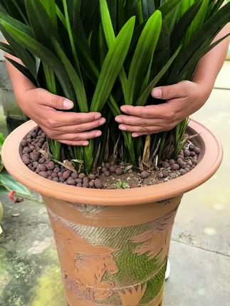 兰花不开花,长势差,黄叶焦尖,那就给它用这个兰花多箭王改善#花卉绿植 #养花小知识 #兰花种植