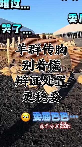 羊群传胸这样辩证处置不慌 羊群传胸别着慌,辩证处置更稳妥#人间观察计划 #闪光职人 #羊传染性胸膜肺炎 #羊烂肺病 #羊传胸