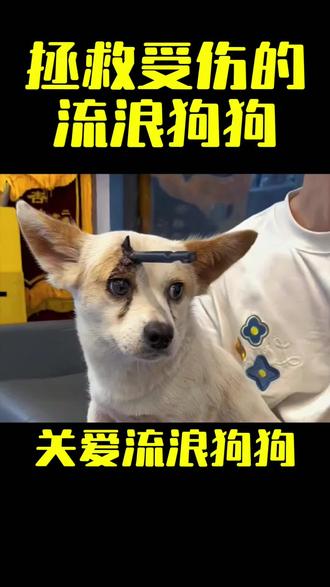 狗狗重伤获救,手术成功康复,最终被好心人领养,从此拥有温暖的家。愿每个生命都被善待。
#动物救助 #流浪狗 #暖心正能量 #救助流浪动物 #善待生命