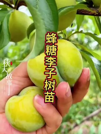 #果树种植 #果树苗 #三农种植 #蜂糖李苗 #蜂糖李种植