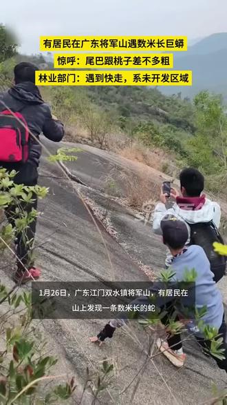 有居民在广东将军山遇数米长巨蟒,惊呼:尾巴跟桃子差不多粗,林业部门:遇到快走,系未开发区域#热点#热点新闻事件 #热门#蟒蛇#奇闻奇事 #随拍#随拍记录生活