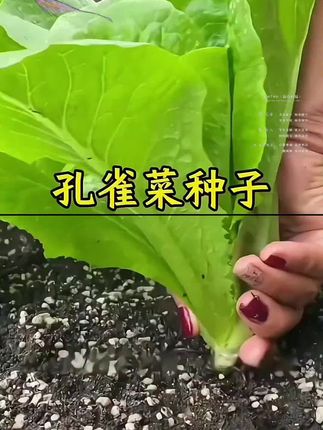 高温天气不知道种什么菜的,就赶紧来种这个好吃又好种的孔雀菜,#孔雀菜种子 #孔雀菜 #阳台小院均可种植 #在家种菜 #蔬菜种植