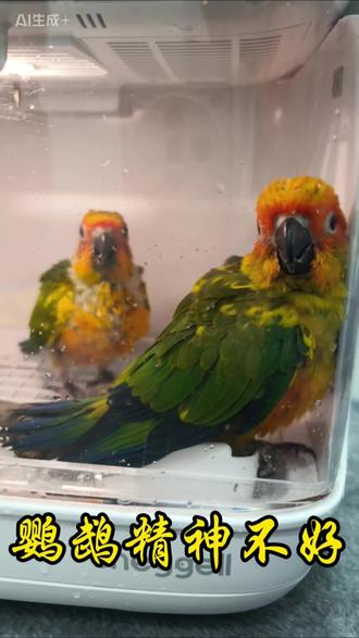 小鹦鹉呼吸很深,精神不好,嗜睡#同城精选 #异宠 #异宠医生 #异宠医院 #鹦鹉