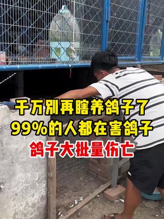 千万别瞎养鸽子了,99%的人都在害鸽子!#鸽子养殖 #赛鸽信鸽 #肉鸽养殖 #玉田聊养鸽 #养鸽人
