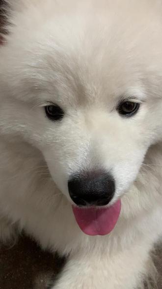 姐姐平时都化这么浓的妆吗#萨摩耶#萌宠出道计划 #萨摩猪 #姐姐平时都化这么浓的妆吗