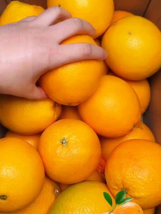 #赣南脐橙#橙子#现摘现发新鲜到家#优质农产品#应季水果