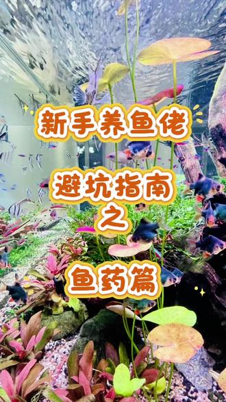 新手养鱼佬避坑指南之鱼药篇 #新手养鱼 #新手养鱼避坑 #养鱼日记 #鱼缸里的大自然 #养鱼人