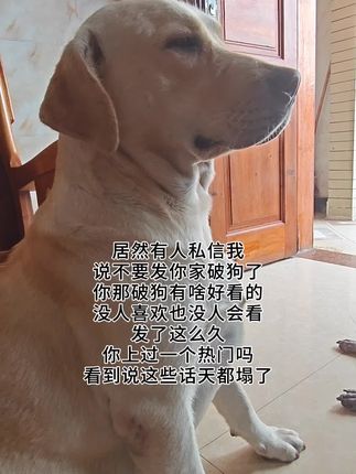 #拉布拉多 #狗狗是人类最忠实的朋友 #萌宠 #养狗的乐趣 #狗狗
